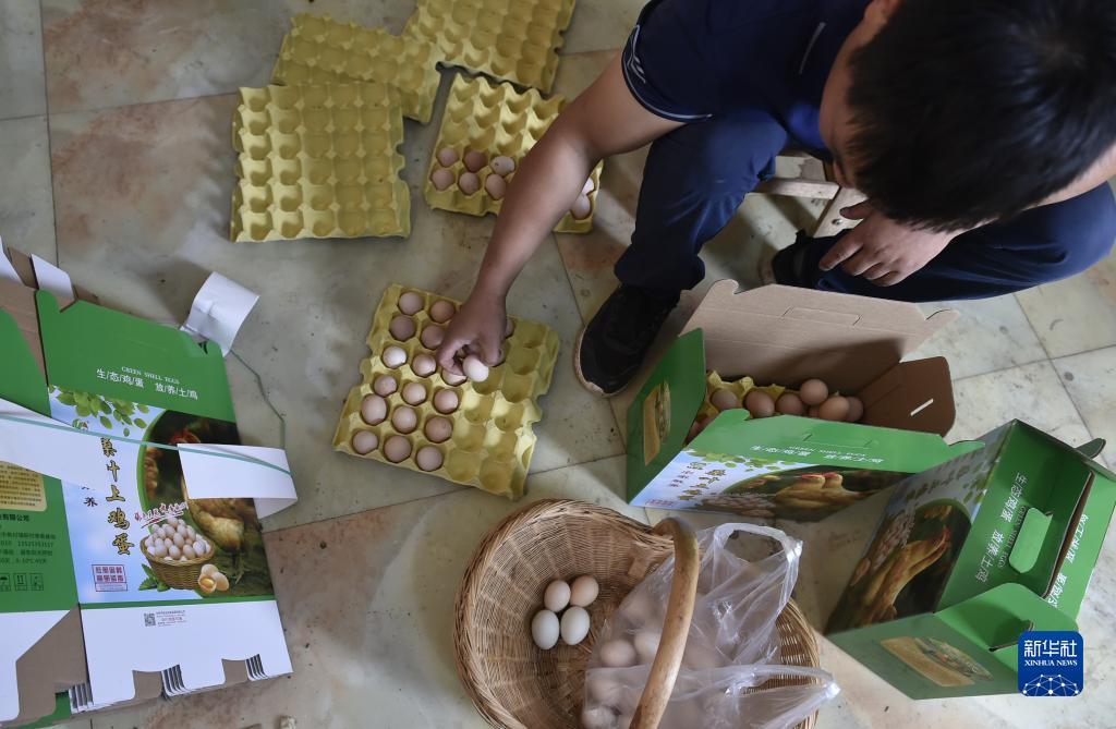 皇冠菠菜公司